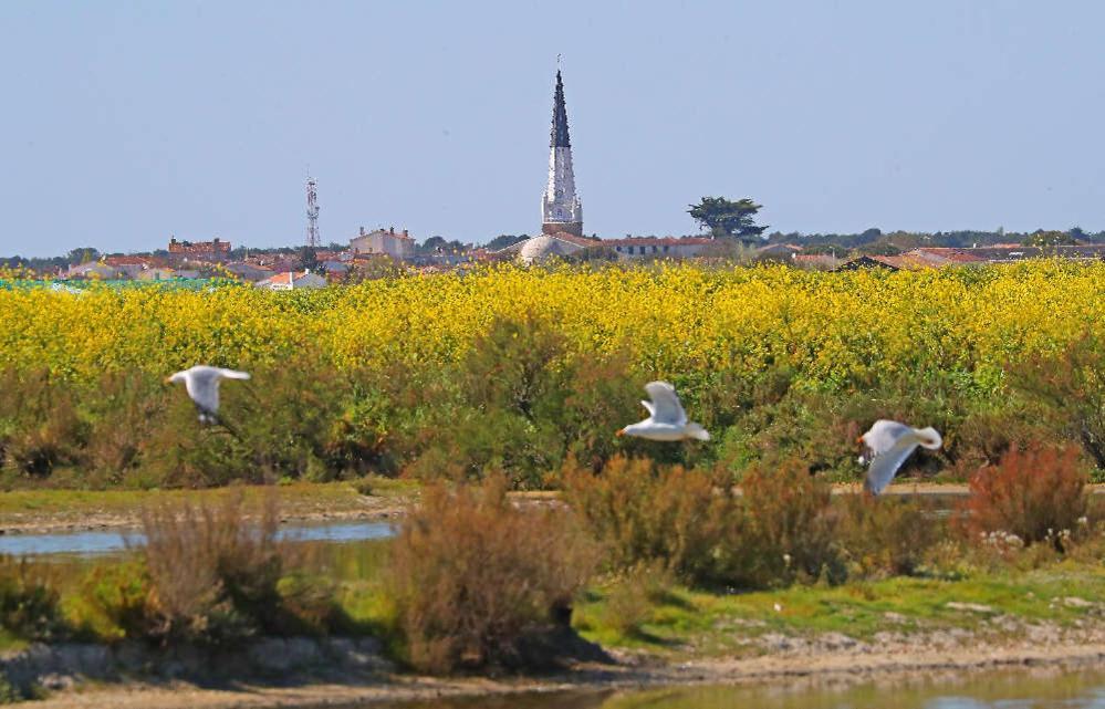 La Passerose 3 Pieces Avec Jardin Au Calme,A 300M De La Plage, Bed & Breakfast La Couarde-sur-Mer Dış mekan fotoğraf